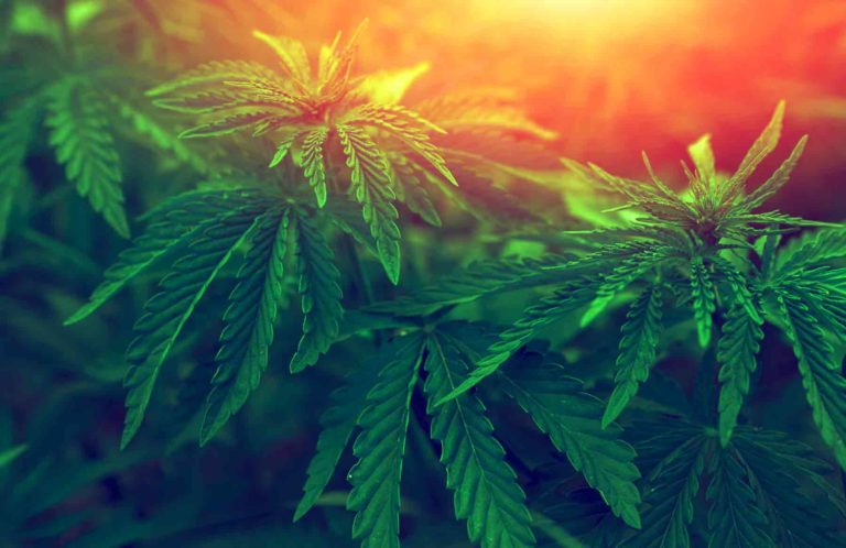New York Governor Cuomo Calls for Cannabis Legalization