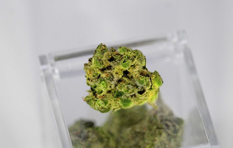 New York Senate Passes Bill to Protect Medical Cannabis Users