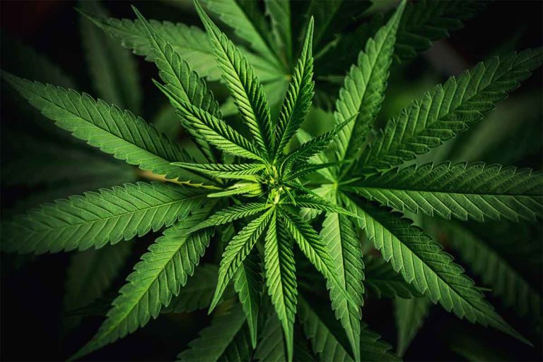 North Dakota Senate Rejected House Approved Cannabis Bill