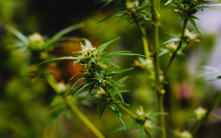West Virginia Governor Now Supports Legalizing Marijuana