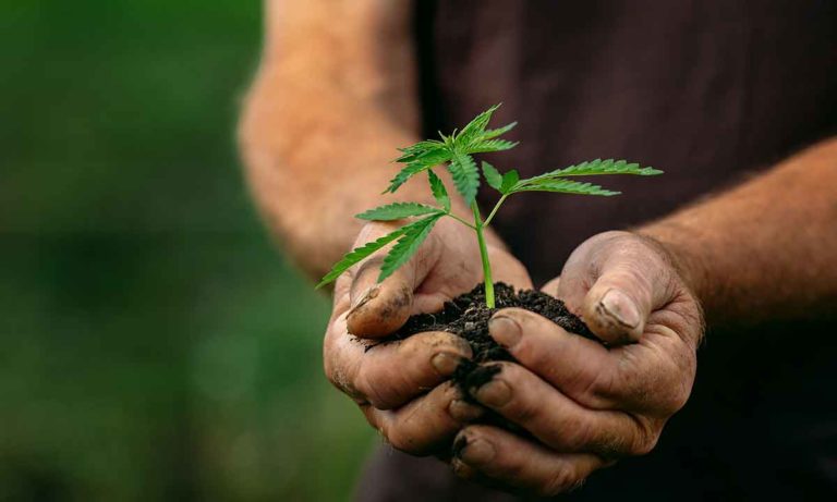 Cherokee Council Legalizes Medical Marijuana on Tribal Land