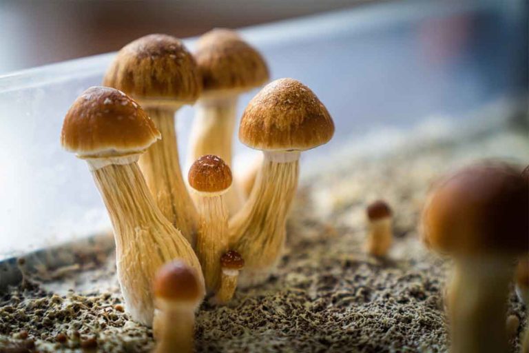 Study Finds That Psilocybin Has Promising Effects on Depression and Anxiety Patients