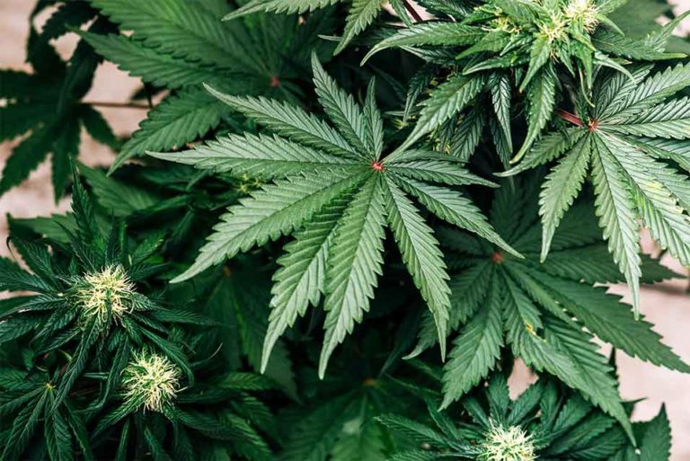 Colorado Marijuana Regulation Bill Heads to Governor’s Desk
