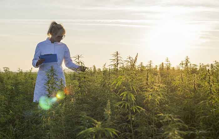 Colorado Submits A Revised Hemp Management Plan