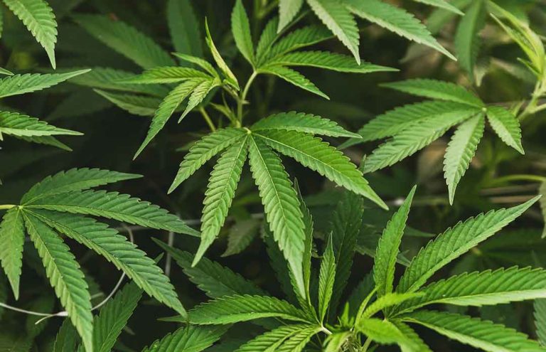 An Ohio-based Marijuana Group Launches Decriminalization Efforts in Two States