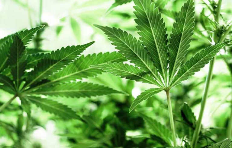 Montana Governor Signs Marijuana Legalization Bill