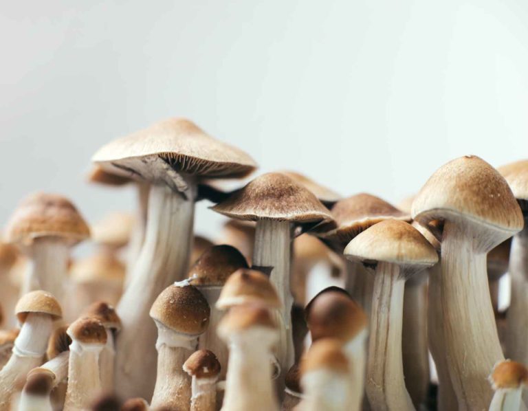 California Committee Approves Psychedelic Bill With Limitations