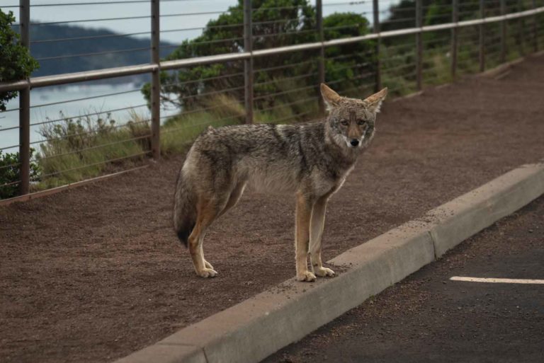 Coyotes High on Opioids Attacking People in Vancouver Park