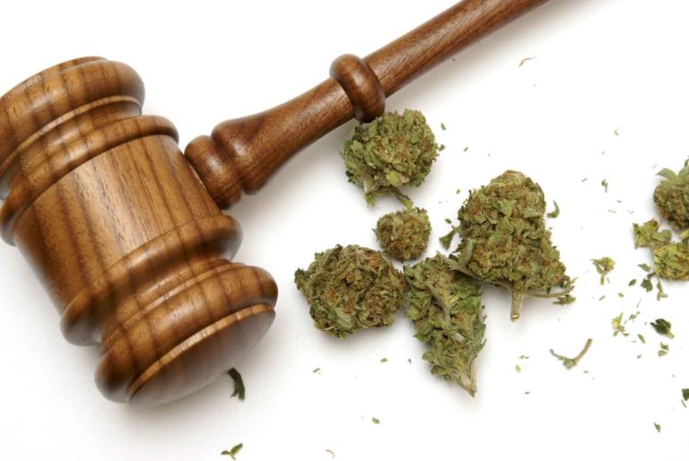 30,000 Illegal Cannabis Plants Seized in California