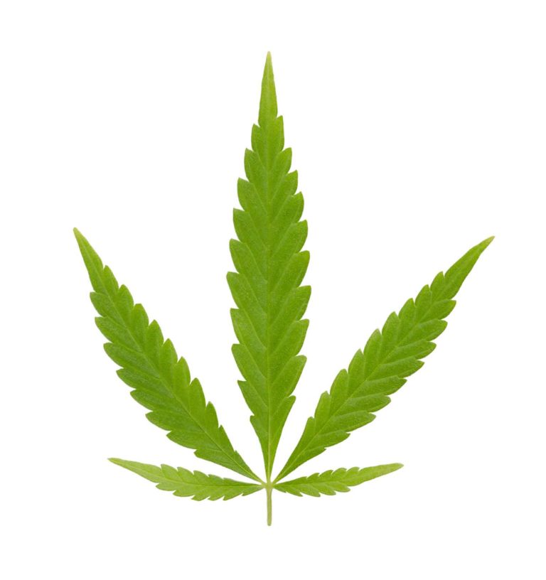 Ruderalis Cannabis: Understanding the Third Option