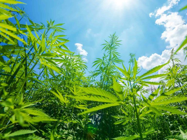 Licensed Hemp Acreage Falls For the Second Consecutive Year