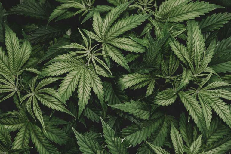 Research-Grade Marijuana is Genetically Closer to Hemp than Cannabis, According to Study