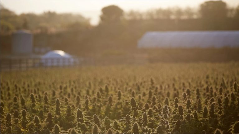 California marijuana farmers clamber to avoid major ‘extinction event’