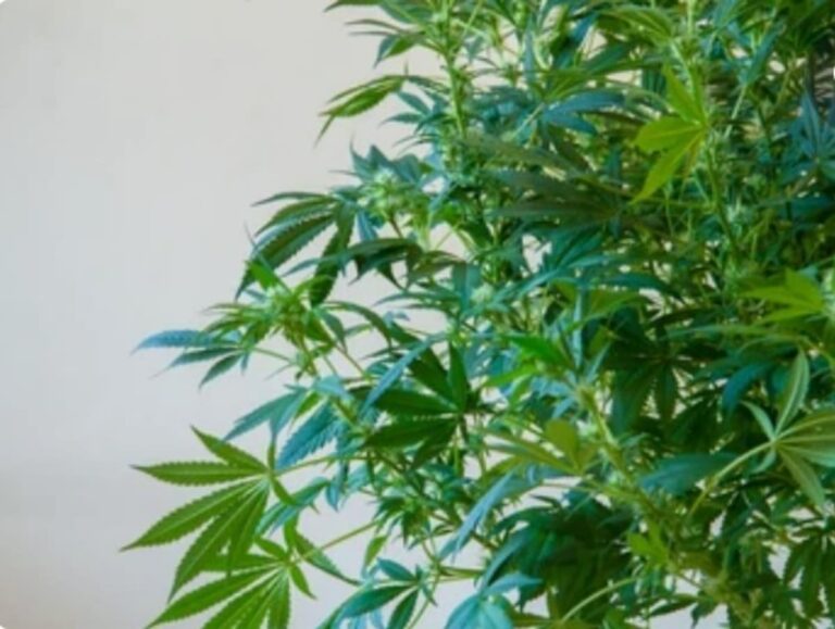 Virginia governor OKs delta-8 THC ban, changes to medical marijuana program