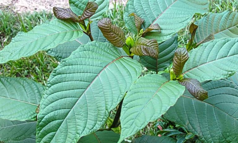 Federal Agency Explores Benefits Of The ‘Controversial Tree’ Kratom